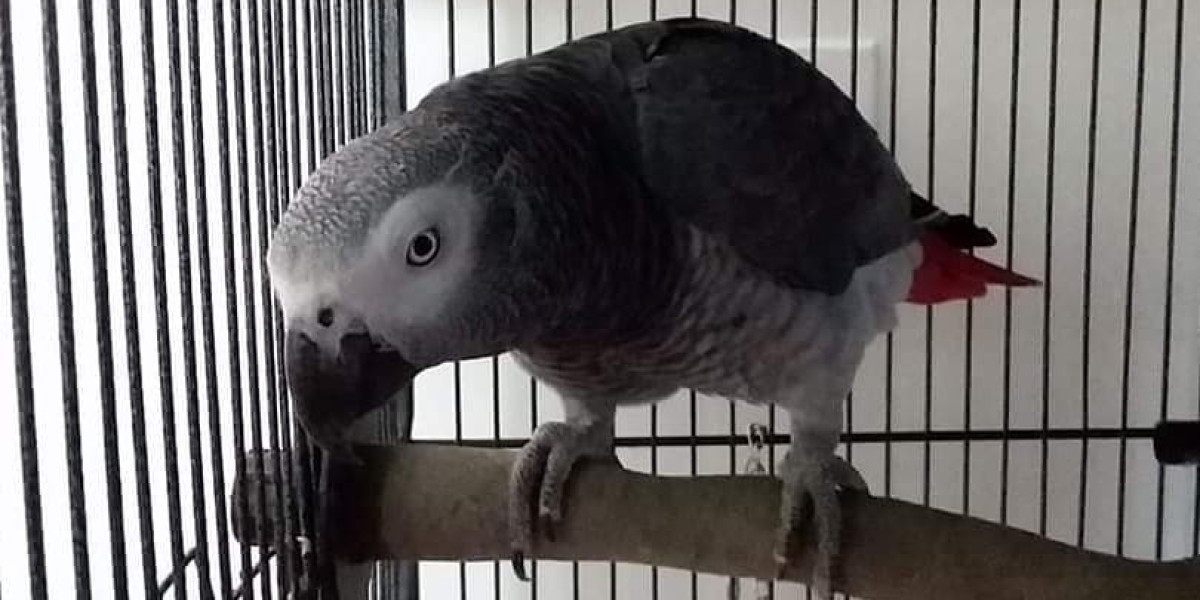 How to Find an African Grey Parrot: A Comprehensive Guide